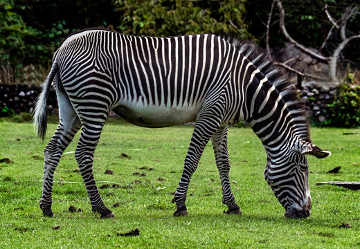 Grevy`s zebra on the lawn. Latin name - Equus grevyi	