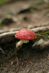 red amanita growing on soil