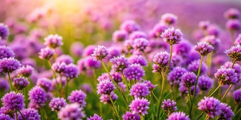 High angle view of purple flowers in a natural meadow background