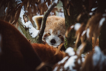 Red panda