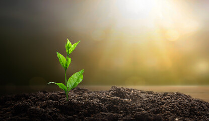 Green plant growing in soil with sunlight and bokeh background.