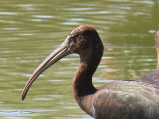 ibis