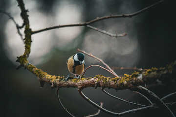 Bird