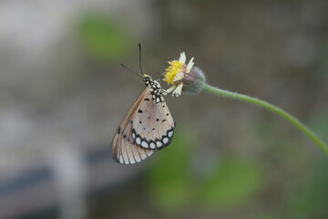 A tawny coster butterfly
