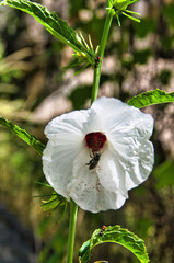 White hibiscus flower with papery texture and a bee in the heart of the flower, in the tropical North of Western Australia
