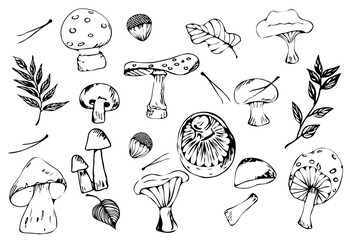 Set of sketches of forest mushrooms of different types