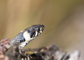 Snake