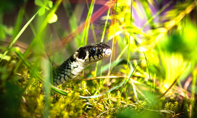 Snake