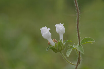 white morning glory flowers