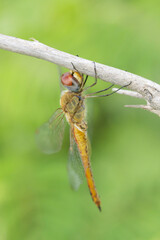 An isolated dragonfly