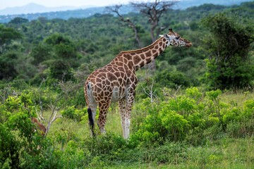 Giraffe in the savannah of the Murchison Falls National Park in Uganda