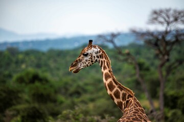 Giraffe in the savannah of the Murchison Falls National Park in Uganda