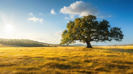 Fototapeta premium Solitary Tree in a Field
