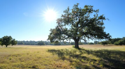 Obraz premium Lone Tree in a Meadow