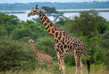 Giraffe in the savannah of the Murchison Falls National Park in Uganda overlooking the White Nile river