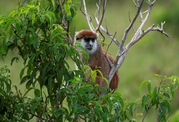 Patas monkey sitting on a tree branch in the savannah of murchison falls national park in Uganda