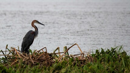 Goliath heron at the bank of the White Nile river in Uganda