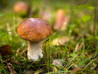 Boletus in the forest, cep, penny bun, porcino, porcini