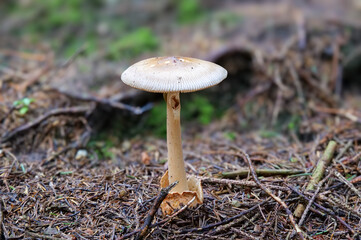 Grauer Scheidenstreifling (AMANITA VAGINATA)