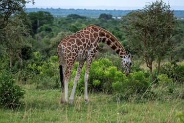 Giraffe in the savannah of the Murchison Falls National Park in Uganda