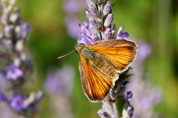 Papillon Thymelicus