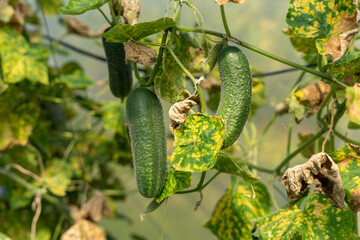 Obraz premium Green fresh cucumber growing in garden