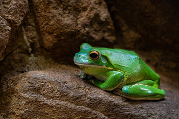 Giant Tree Frog - Nyctimystes infrafrenatus, beautiful large green from native to rainforests and coastal areas of Australia.