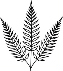 black and white fern 