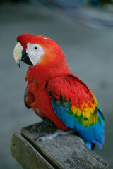 colourful parrot resting on a wood