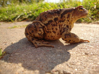 frog on the ground