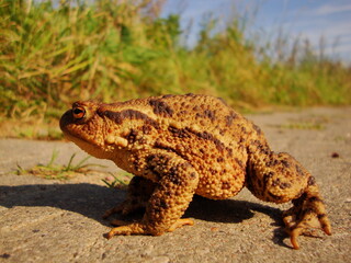 frog on the ground