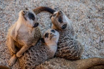 Spectacular photos of meerkats, alone or in groups.