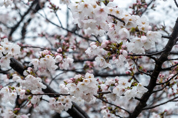 Cherry bloosom, blooming cherry trees closeup. Springtime, sakura tree flowers in Japan