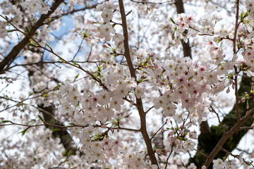 Cherry bloosom, blooming cherry trees closeup. Springtime, sakura tree flowers in Japan