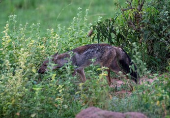 Jackal searching for food in the savannah of Murchison falls national park in Uganda