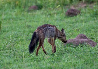 Jackal searching for food in the savannah of Murchison falls national park in Uganda