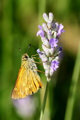 Thymelicus sur lavande