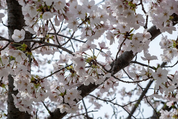 Cherry bloosom, blooming cherry trees closeup. Springtime, sakura tree flowers in Japan