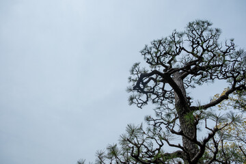 Japanese pine tree, black pine Pinus thunbergii branches and needles on cloudy sky