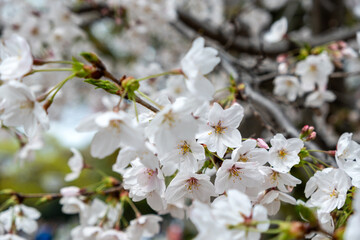 Cherry bloosom, blooming cherry trees closeup. Springtime, sakura tree flowers in Japan