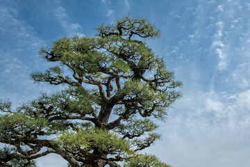Japanese pine tree, black pine Pinus thunbergii branches and needles on blue sky