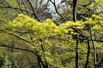 Maple green leaves, Acer palmatum tree foliage Japanese garden in Spring.