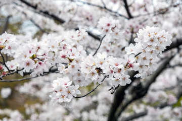 Cherry bloosom, blooming cherry trees closeup. Springtime, sakura tree flowers in Japan