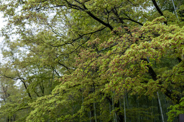 Spring green leaves, Japanese garden trees. Maple tree foliage and bamboo trunks.