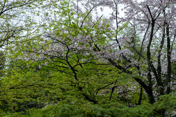 Blooming cherry tree in a Japanese garden, cloudy sky. Sakura flowers, spring day in Japan