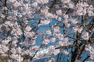 Cherry bloosom, blooming cherry tree closeup. Springtime, sakura tree flowers in Japan