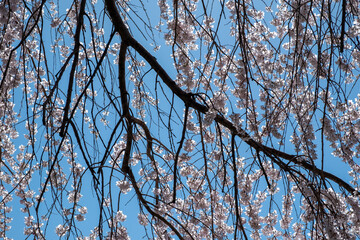 Cherry bloosom, blooming cherry trees on blue sky. Sakura tree flowers, sunny spring day in Japan
