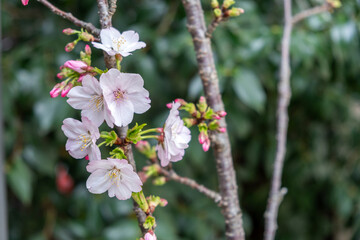 Cherry bloosom, blooming cherry tree closeup. Springtime, sakura tree flowers in Japan