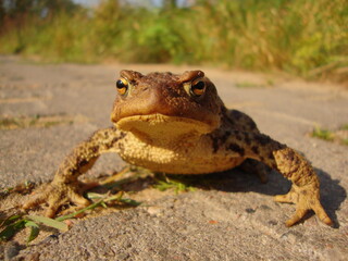 frog on the ground