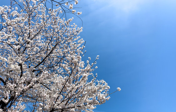 Cherry bloosom, blooming cherry trees on blue sky. Sakura tree flowers, sunny spring day in Japan